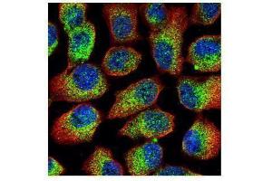 ICC/IF Image Confocal immunofluorescence analysis (Olympus FV10i) of methanol-fixed A431, using Calpain 1, antibody (Green) at 1:500 dilution. (CAPN1 抗体)