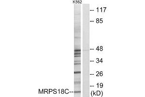 Western Blotting (WB) image for anti-Mitochondrial Ribosomal Protein S18C (MRPS18C) (Internal Region) antibody (ABIN1850530) (MRPS18C 抗体  (Internal Region))