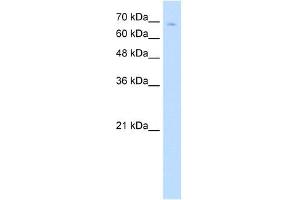 TCF25 antibody (20R-1266) used at 0. (TCF25 抗体  (N-Term))