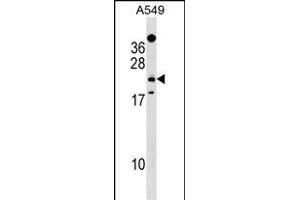 EFHD1 Antibody (Center) (ABIN1538567 and ABIN2849477) western blot analysis in A549 cell line lysates (35 μg/lane). (EFHD1 抗体  (AA 68-94))