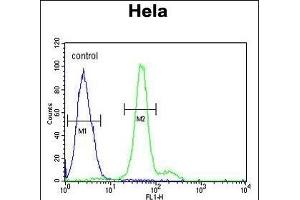 ELOVL5 Antibody (C-term) (ABIN653926 and ABIN2843160) flow cytometric analysis of Hela cells (right histogram) compared to a negative control cell (left histogram). (ELOVL5 抗体  (C-Term))