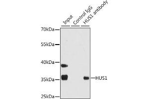 Immunoprecipitation (IP) image for anti-HUS1 Checkpoint Homolog (S. Pombe) (HUS1) (AA 1-280) antibody (ABIN6142085)