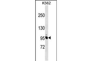 Western blot analysis in K562 cell line lysates (35ug/lane). (NCAPH 抗体  (AA 354-382))