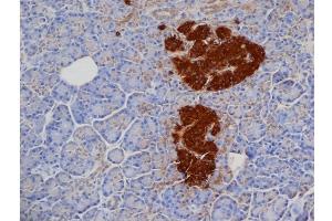 Formalin Fixed, Paraffin Embedded Human pancreas stained with Mouse anti Pig Insulin Antibody Cat. (Insulin 抗体)