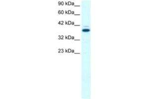 Western Blotting (WB) image for anti-GA-Binding Protein Subunit beta-2 (GABPB2) antibody (ABIN2463855) (GABPB2 抗体)
