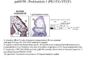 Image no. 2 for anti-Prokineticin 1 (Prok1) (N-Term) antibody (ABIN347051) (Prokineticin 1 抗体  (N-Term))