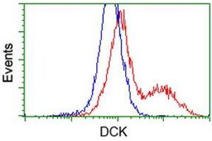 HEK293T cells transfected with either RC210767 overexpress plasmid (Red) or empty vector control plasmid (Blue) were immunostained by anti-DCK antibody (ABIN2454431), and then analyzed by flow cytometry. (DCK 抗体)