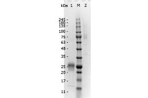 SDS-PAGE of F(ab')2 Rabbit anti-Mouse IgG Antibody min x Human serum proteins. (兔 anti-小鼠 IgG (Heavy & Light Chain) Antibody - Preadsorbed)