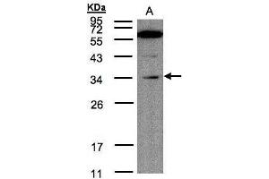 WB Image Sample(30 μg of whole cell lysate) A:Raji , 12% SDS PAGE antibody diluted at 1:200 (Malectin 抗体)