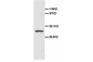 Image no. 1 for anti-CD40 (CD40) (N-Term) antibody (ABIN1495124) (CD40 抗体  (N-Term))