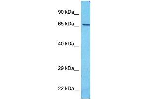 Host:  Rabbit  Target Name:  ZNF74  Sample Type:  293T Whole Cell lysates  Antibody Dilution:  1. (ZNF74 抗体  (N-Term))