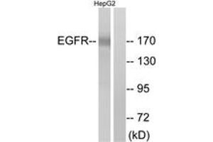 Western Blotting (WB) image for anti-Epidermal Growth Factor Receptor (EGFR) (AA 1077-1126) antibody (ABIN2888975) (EGFR 抗体  (AA 1077-1126))