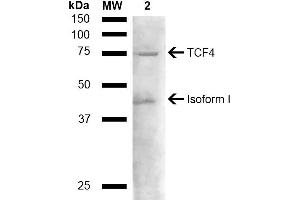 Western blot analysis of Mouse liver lysate showing detection of ~71. (TCF4 抗体  (AA 500-600) (PerCP))