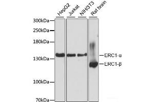 Western blot analysis of extracts of various cell lines using ERC1 Polyclonal Antibody at dilution of 1:3000. (ERC1 抗体)