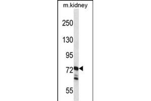 RGL1 Antibody (Center) (ABIN657532 and ABIN2846550) western blot analysis in mouse kidney tissue lysates (35 μg/lane). (RGL1 抗体  (AA 247-275))