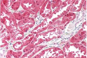 ABIN5539547 (5µg/ml) staining of paraffin embedded Human Kidney. (Ketohexokinase 抗体  (Internal Region))