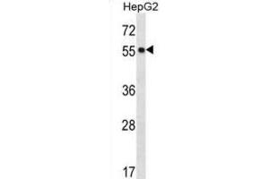 Western Blotting (WB) image for anti-Protein O-Fucosyltransferase 2 (POFUT2) antibody (ABIN2996993) (POFUT2 抗体)