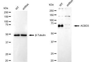 Western blotting analysis using ACBD3 antibody (ABIN7797494).