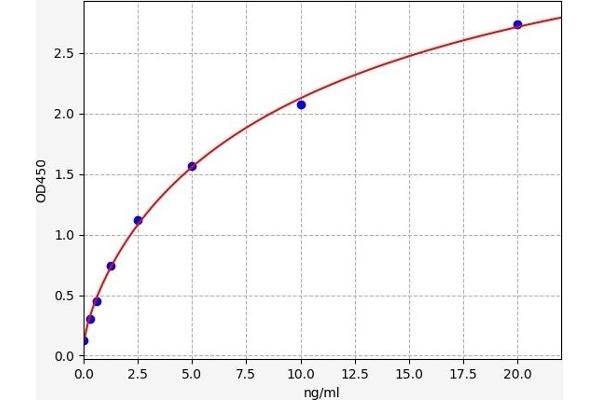 HTRA1 ELISA 试剂盒