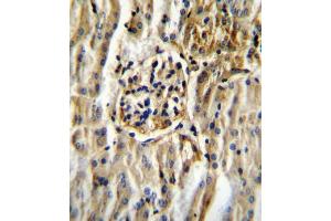 CYP11B2 Antibody (Center) (ABIN655163 and ABIN2844780) immunohistochemistry analysis in formalin fixed and paraffin embedded mouse kidney tissue followed by peroxidase conjugation of the secondary antibody and DAB staining. (CYP11B2 抗体  (AA 120-147))