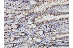 Image no. 1 for anti-Trans-Golgi Network Protein 2 (TGOLN2) (AA 229-328) antibody (ABIN599146) (TGOLN2 抗体  (AA 229-328))