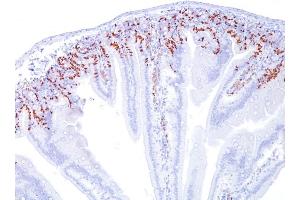 Formalin-fixed, paraffin-embedded Mouse Small Intestine stained with BrdU Mouse Monoclonal Antibody (BRD469). (BrdU 抗体)