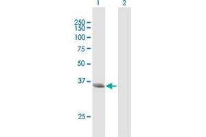 Western Blot analysis of NMI expression in transfected 293T cell line by NMI MaxPab polyclonal antibody. (NMI 抗体  (AA 1-307))