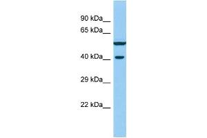 Western Blotting (WB) image for anti-Von Willebrand Factor C Domain Containing 2 (VWC2) (N-Term) antibody (ABIN2790884)