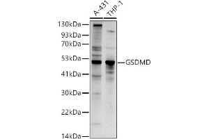 Western blot analysis of extracts of various cell lines, using GSDMD (Full Length+C terminal) antibody (ABIN7267350) at 1:1000 dilution. (GSDMD 抗体  (AA 276-484))