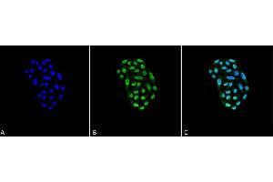 Immunocytochemistry/Immunofluorescence analysis using Mouse Anti-HSP70 Monoclonal Antibody, Clone 2A4 (ABIN361733 and ABIN361734).
