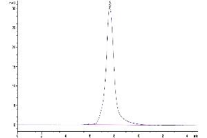 Size-exclusion chromatography-High Pressure Liquid Chromatography (SEC-HPLC) image for C-Type Lectin Domain Family 9, Member A (CLEC9A) (AA 57-264) protein (Fc Tag) (ABIN7274367)