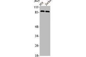 Western Blot analysis of NIH-3T3 Jurkat cells using CDC46 Polyclonal Antibody (MCM5 抗体  (N-Term))