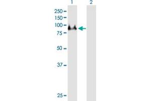 Western Blot analysis of DNAI1 expression in transfected 293T cell line by DNAI1 MaxPab polyclonal antibody. (DNAI1 抗体  (AA 1-699))