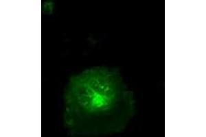 Image no. 4 for anti-CD36 (CD36) antibody (ABIN1497274) (CD36 抗体)