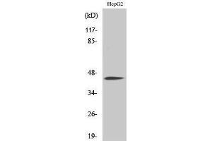 Western Blotting (WB) image for anti-CCAAT/enhancer Binding Protein (C/EBP), alpha (CEBPA) (pSer21) antibody (ABIN3179623) (CEBPA 抗体  (pSer21))