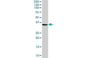 ZNF346 MaxPab rabbit polyclonal antibody. (ZNF346 抗体  (AA 1-294))