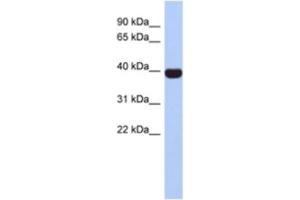 Western Blotting (WB) image for anti-Neurogenic Differentiation 4 (NEUROD4) antibody (ABIN2463887) (NEUROD4 抗体)