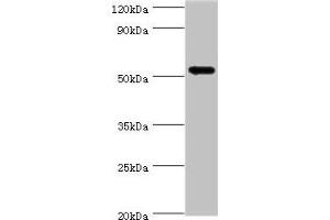 Western blot All lanes: CAMK1G antibody at 5 μg/mL + HL60 whole cell lysate Secondary Goat polyclonal to rabbit IgG at 1/10000 dilution Predicted band size: 54, 52 kDa Observed band size: 54 kDa (CAMK1G 抗体  (AA 217-476))