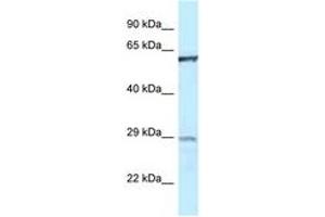 Image no. 1 for anti-Protein-tyrosine Phosphatase 1C (PTPN6) (AA 245-294) antibody (ABIN6747490) (SHP1 抗体  (AA 245-294))