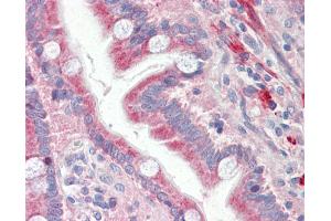 Anti-O3FAR1 / GPR120 antibody IHC staining of human small intestine. (O3FAR1 抗体  (AA 1-71))