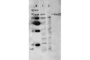 Western Blotting (WB) image for anti-Rad22/Rad52 (full length) antibody (ABIN2452089) (Rad22/Rad52 (full length) 抗体)
