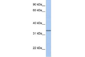 WB Suggested Anti-SPDEF Antibody Titration:  0. (SPDEF/PSE 抗体  (Middle Region))