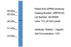WB Suggested Anti-GPR83  Antibody Titration: 0. (GPR83 抗体  (C-Term))