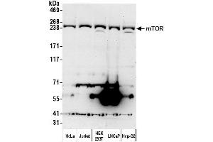 Western Blotting (WB) image for anti-Mechanistic Target of Rapamycin (serine/threonine Kinase) (mTOR) (AA 200-250) antibody (ABIN7450467)