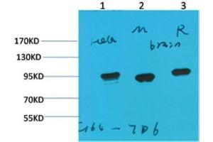 Western Blot (WB) analysis of 1)HeLa, 2)Mouse Brain Tissue, 3) Rat Brain Tissue with HSP90 a Mouse Monoclonal Antibody diluted at 1:2000. (HSP90AA2 抗体)