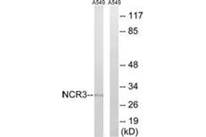 Western blot analysis of extracts from A549 cells, using NCR3 Antibody. (NCR3 抗体  (AA 104-153))