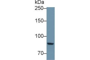 Western blot analysis of Mouse Kidney lysate, using Mouse PTPRS Antibody (1 µg/ml) and HRP-conjugated Goat Anti-Rabbit antibody ( (PTPRS 抗体  (AA 889-1102))