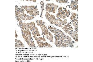 Human Muscle (CLCC1 抗体  (N-Term))
