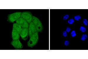 A431 cells were stained with Histone H2B (3A6) Monoclonal Antibody  at [1:200] incubated overnight at 4C, followed by secondary antibody incubation, DAPI staining of the nuclei and detection. (Histone H2B 抗体)