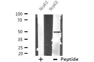 Western blot analysis of extracts from HepG2 cells, using PRIM1 antibody. (PRIM1 抗体  (C-Term))
